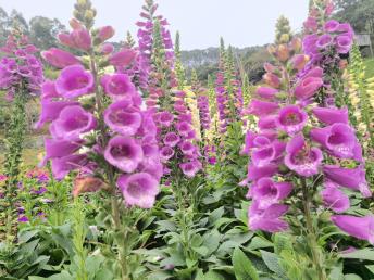 【標準團】<龍門盛花谷景區/田園小火車、南昆山國家森林公園、入住《南昆山竹溪山境溫泉酒店》2天>